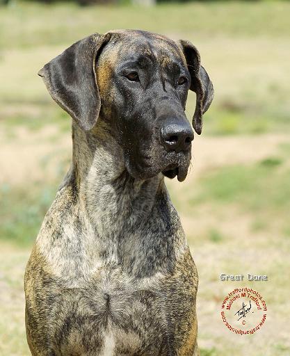 Great Dane 9R016D-135.JPG